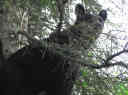 black bear on a tree